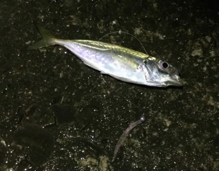 豆アジ ネンブツダイメッキ